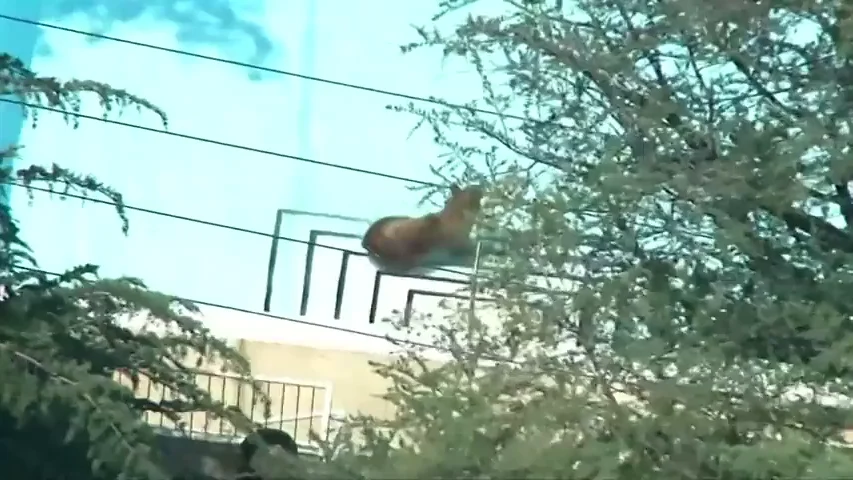 Frame 0.0 de: Un oso se cuela en la piscina de un barrio residencial en California para refrescarse