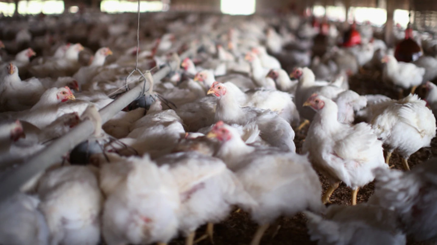 Gallinas Gallinas