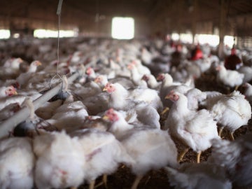 Gallinas Gallinas
