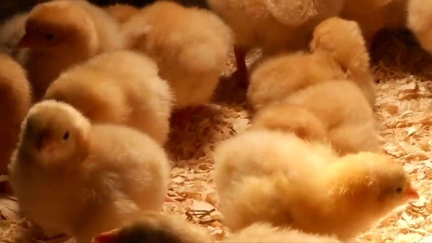 Frame 28.908483 de: &iquest;Puede un pollo cambiar el mundo? Bill Gates dona 100.000 pollitos para luchar contra la probreza extrema