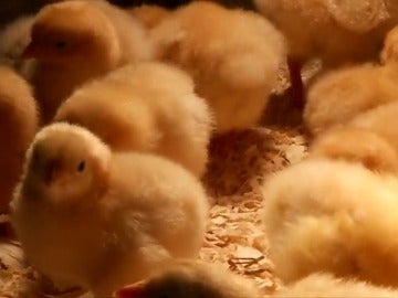 Frame 28.908483 de: ¿Puede un pollo cambiar el mundo? Bill Gates dona 100.000 pollitos para luchar contra la probreza extrema Frame 28.908483 de: ¿Puede un pollo cambiar el mundo? Bill Gates dona 100.000 pollitos para luchar contra la probreza extrema
