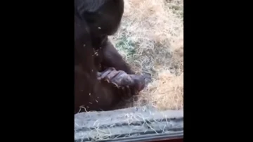 Momento del nacimiento de una cría de gorila en el Zoo de Madrid