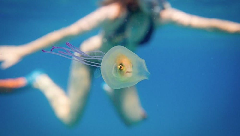 El pez atrapado en un medusa en aguas de la costa australiana
