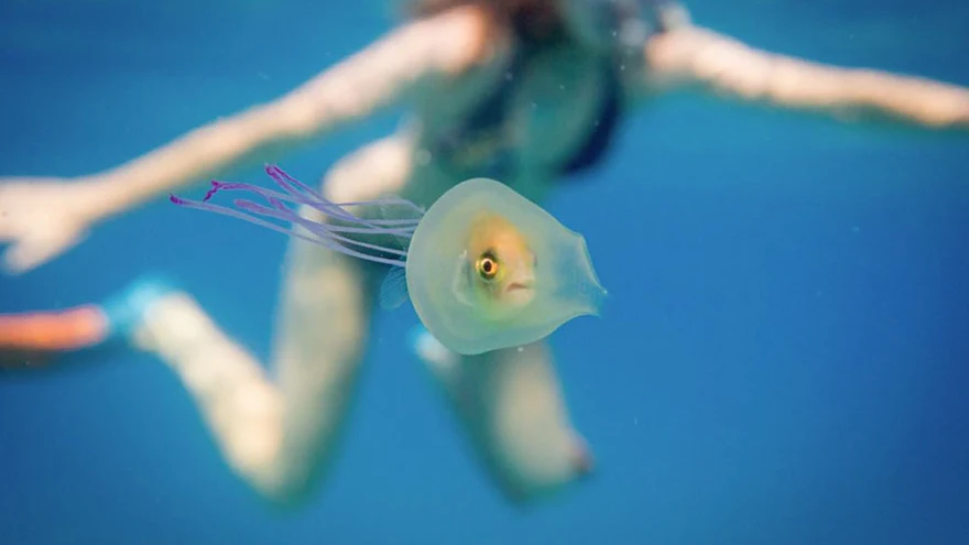 El pez atrapado en un medusa en aguas de la costa australiana