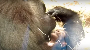 Gorila del zoo de Madrid cuidando de su cría