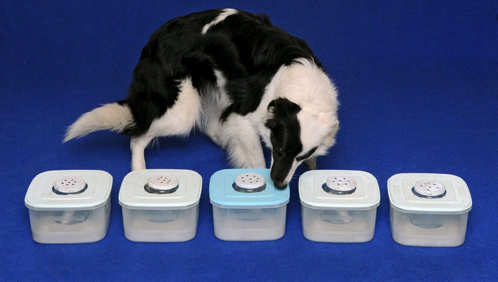 Un perro olfatea muestras de olores en una fundación de perros contra el cáncer