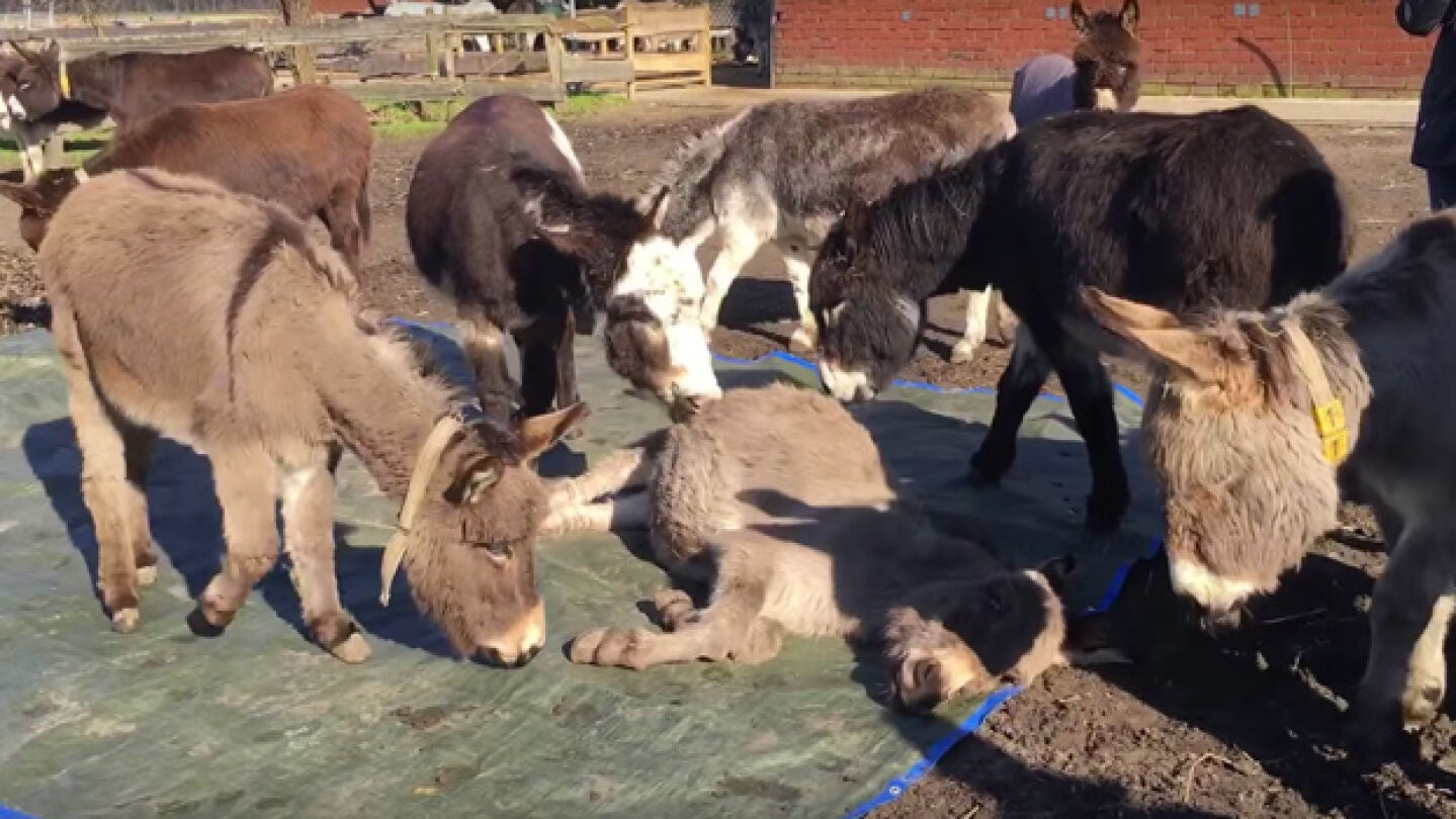 El desgarrador v&iacute;deo en el que unos burros lloran desconsoladamente la muerte de su amigo conmueve a las redes 