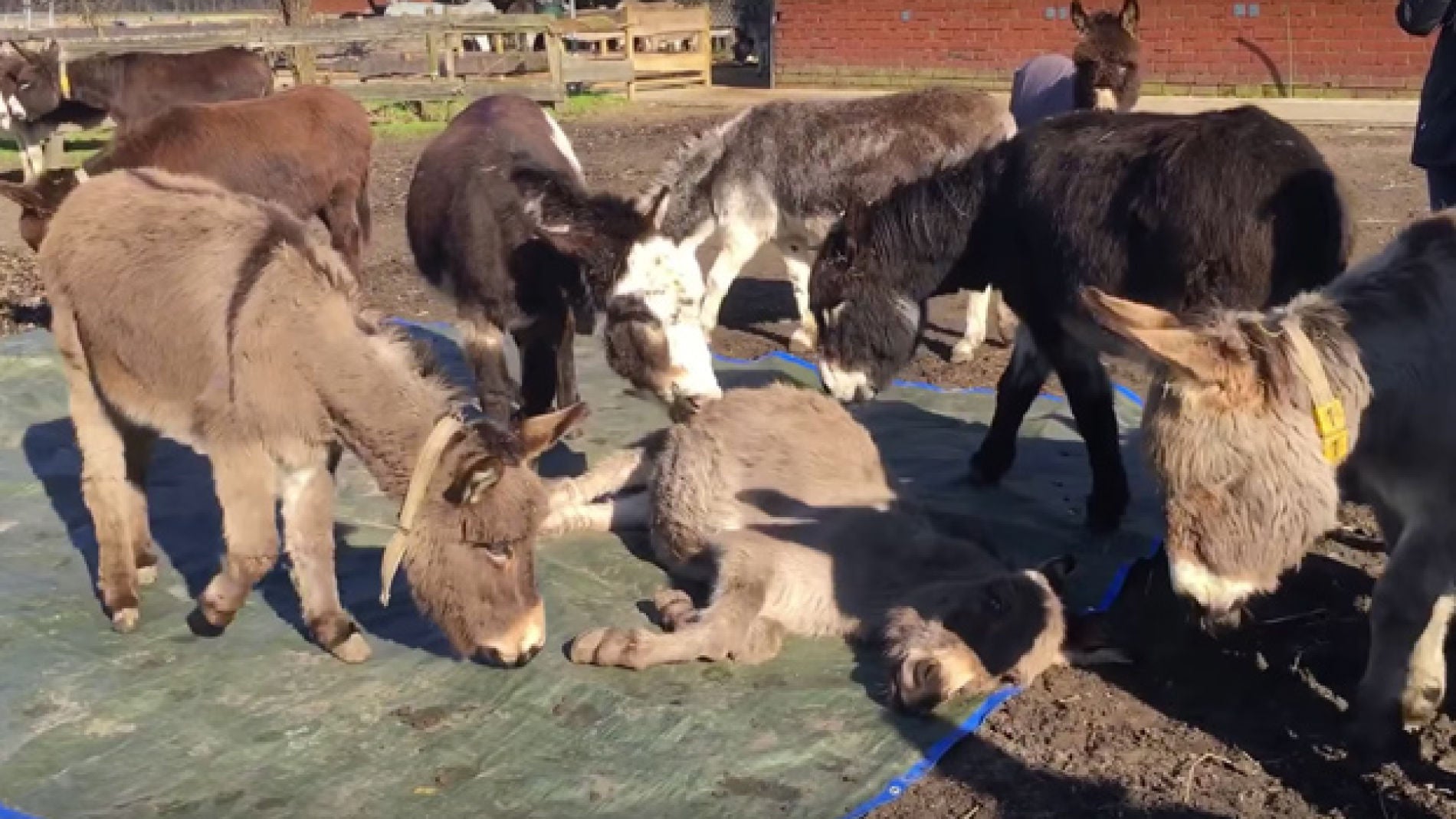 El desgarrador vídeo en el que unos burros lloran desconsoladamente la muerte de su amigo conmueve a las redes 
