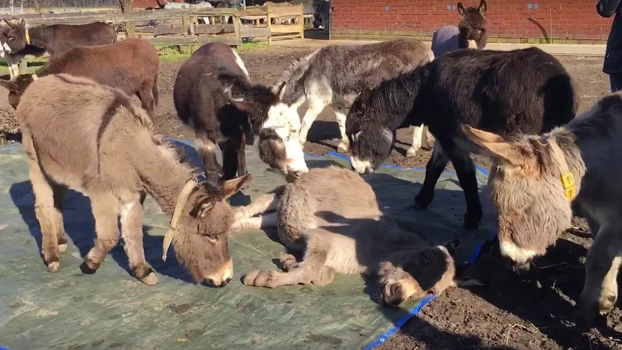 El desgarrador vídeo en el que unos burros lloran desconsoladamente la muerte de su amigo conmueve a las redes 