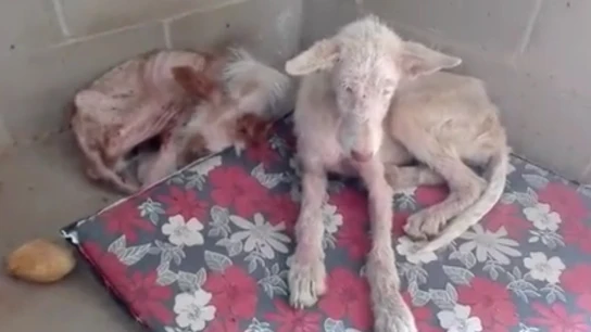 Raíz y Tierra acogidas en La Bienvenida Raíz y Tierra acogidas en La Bienvenida