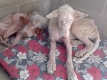 Raíz y Tierra acogidas en La Bienvenida Raíz y Tierra acogidas en La Bienvenida
