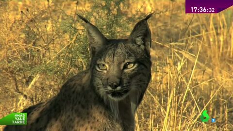 Lince Ibérico