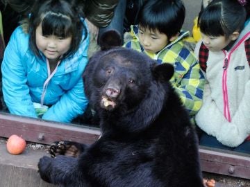 Un grupo de niños observan a un oso negro en un zoológico de Tokio Un grupo de niños observan a un oso negro en un zoológico de Tokio
