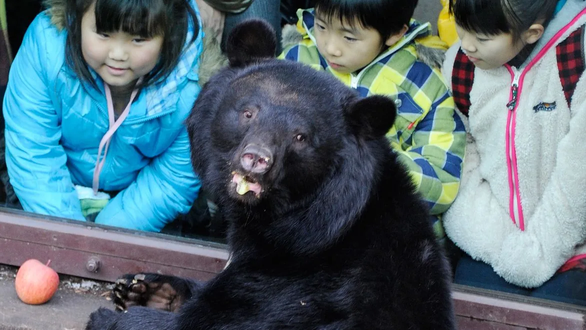 Un grupo de niños observan a un oso negro en un zoológico de Tokio