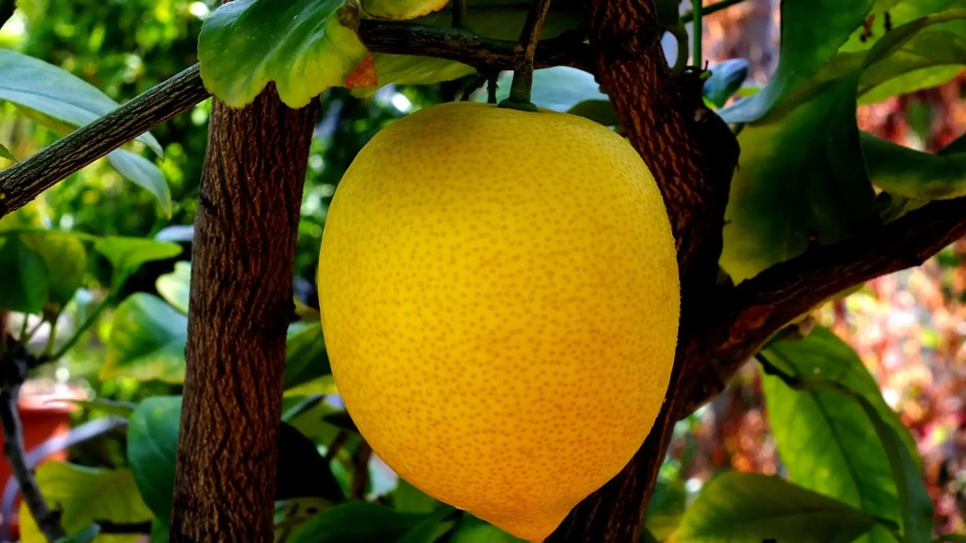 Limón bajo estrés. / Pixabay