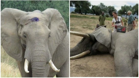 Un elefante sobrevive al disparo de un cazador furtivo Un elefante sobrevive al disparo de un cazador furtivo