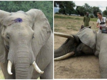 Un elefante sobrevive al disparo de un cazador furtivo Un elefante sobrevive al disparo de un cazador furtivo