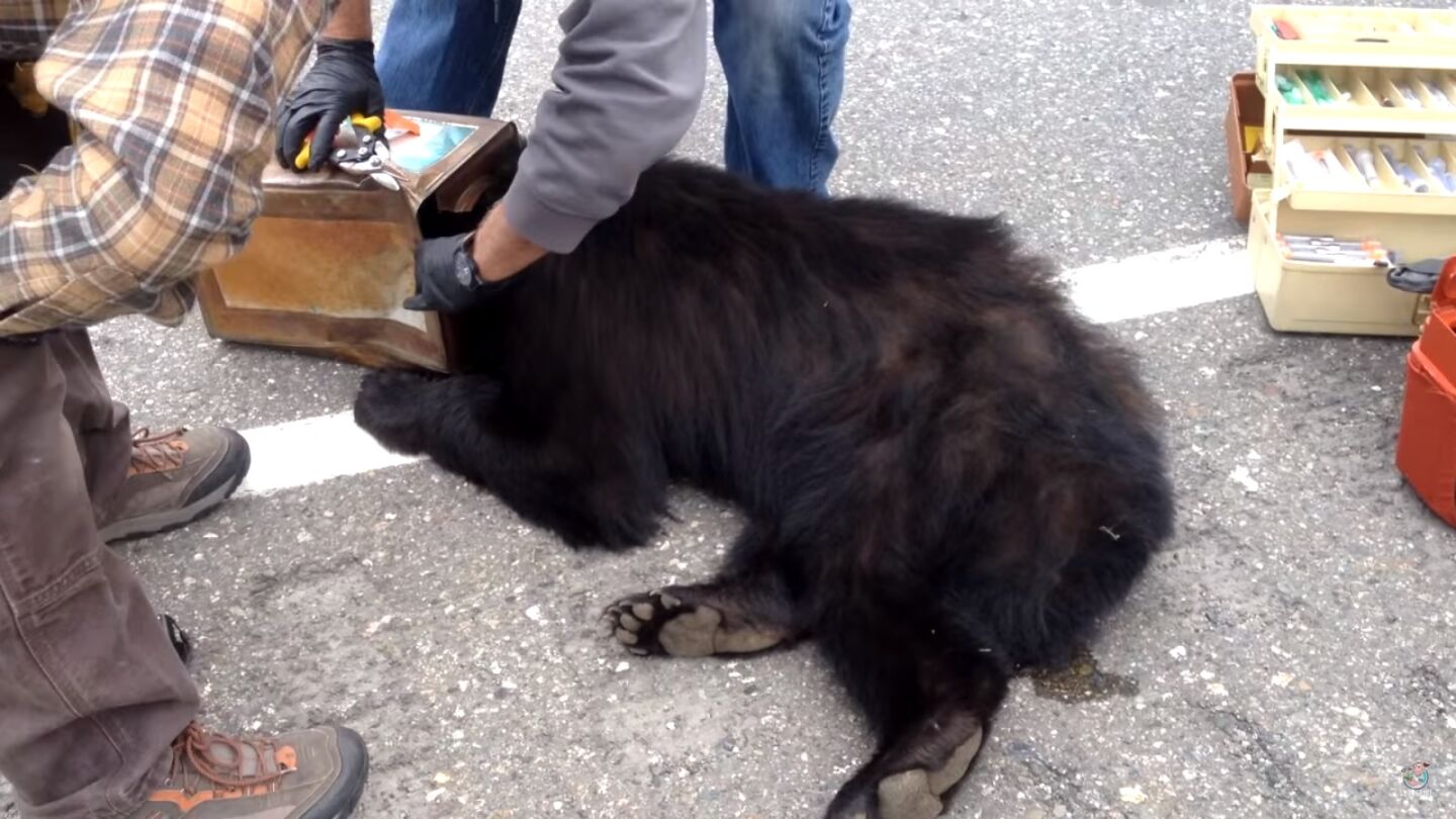 El animal ten&iacute;a la cabeza atrapada en una lata