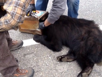 El animal tenía la cabeza atrapada en una lata El animal tenía la cabeza atrapada en una lata