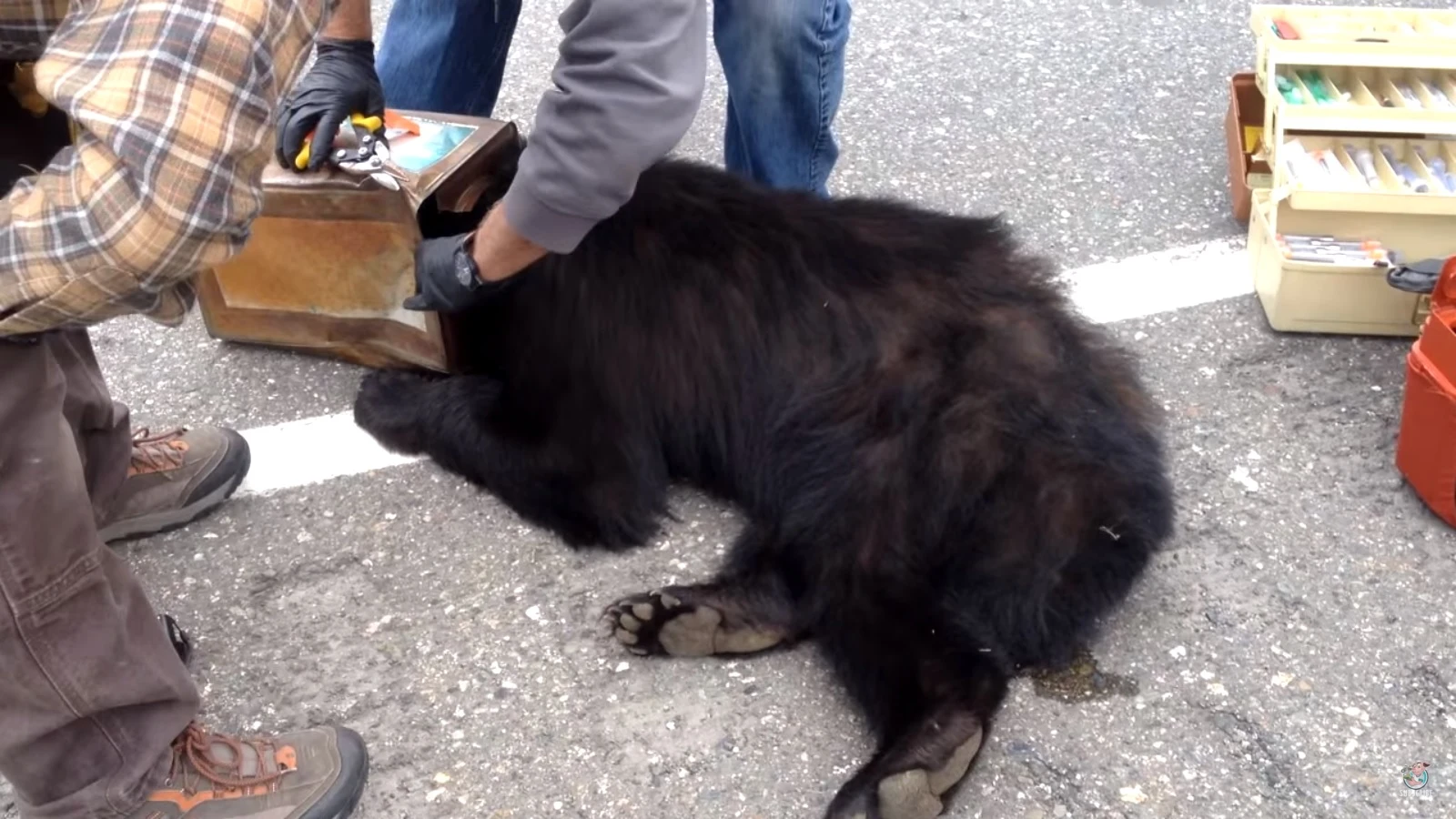 El animal tenía la cabeza atrapada en una lata