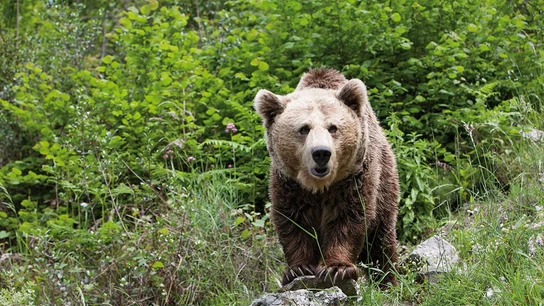 Oso salvaje Oso salvaje