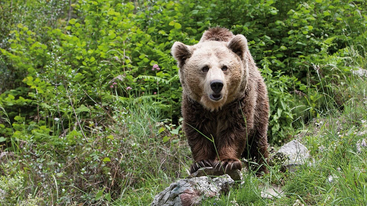 Oso salvaje Oso salvaje