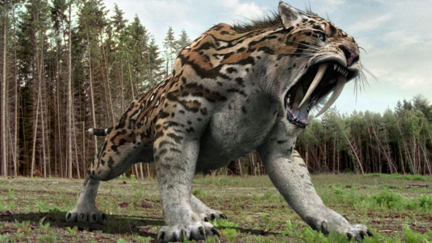 Tigre de dientes de sable