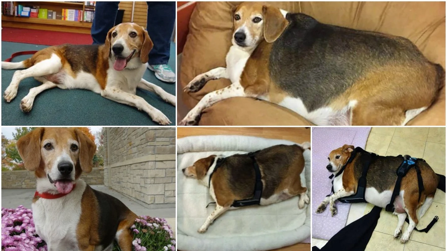 Kale, el perro obeso que ha conseguido adelgazar Kale, el perro obeso que ha conseguido adelgazar