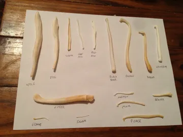 Evolución de los penes Evolución de los penes