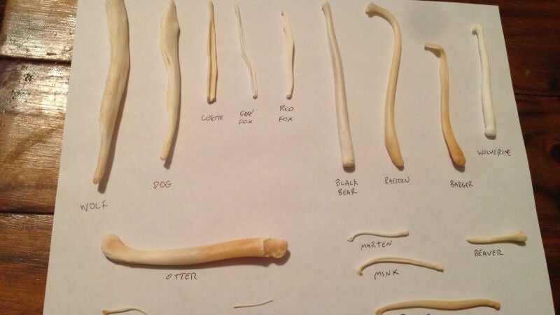 Así ha evolucionado el hueso del pene que tienen los perros y los gatos