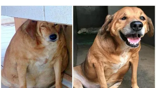 Bolinha, antes y después del tratamiento Bolinha, antes y después del tratamiento