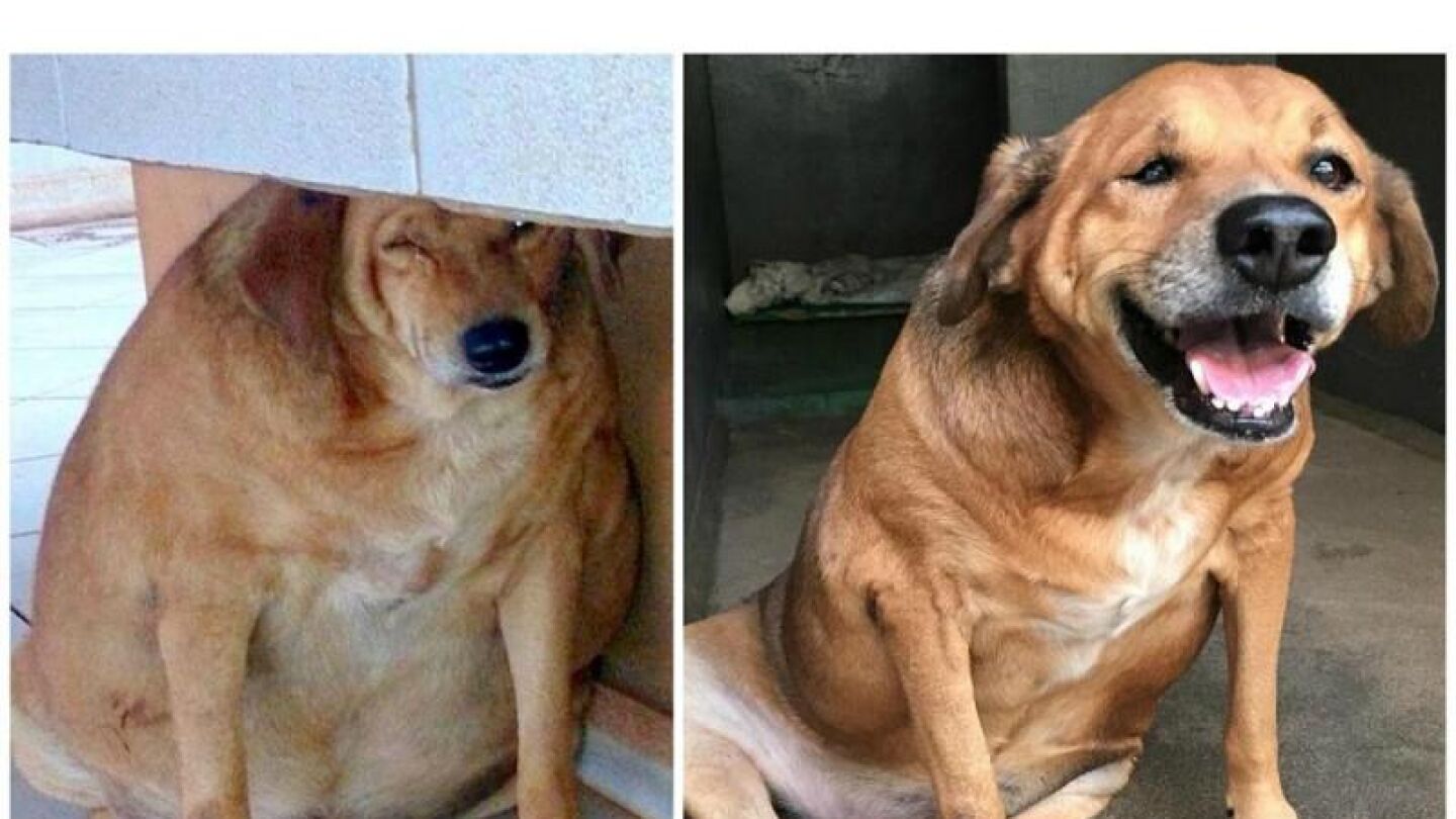 Bolinha, antes y despu&eacute;s del tratamiento