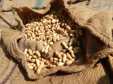 La ciencia busca un cacahuete que no dé alergia La ciencia busca un cacahuete que no dé alergia