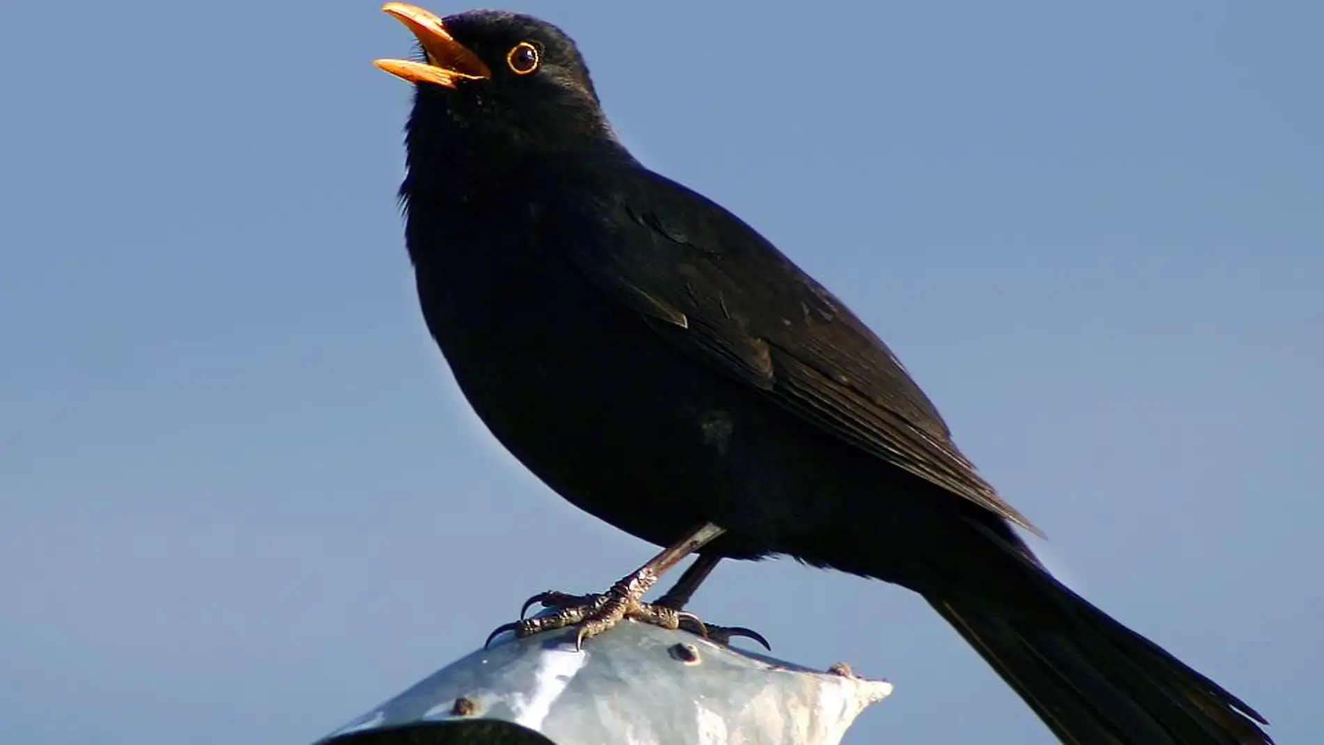 Pájaro