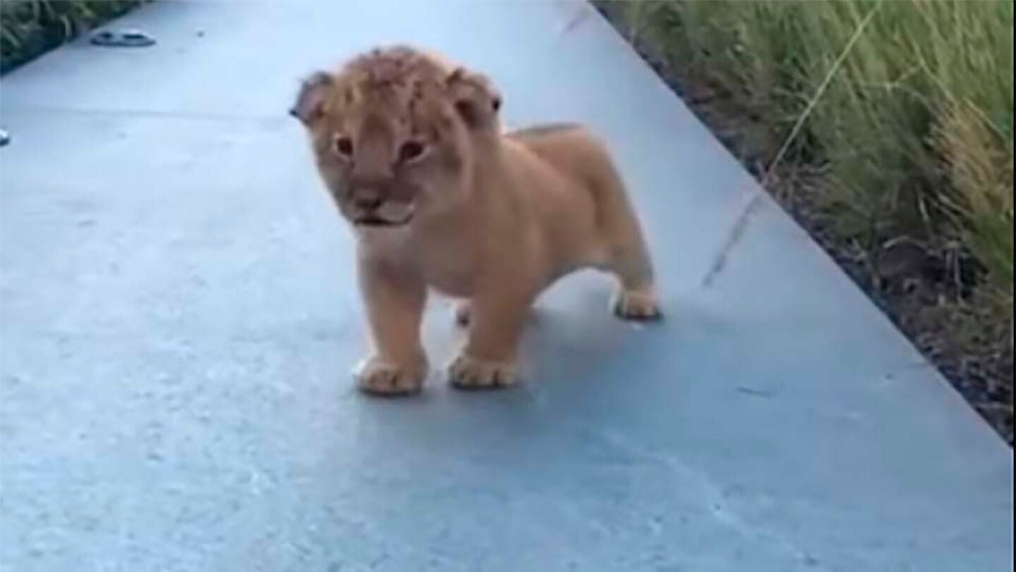 Un cachorro de le&oacute;n intenta emitir sus primeros rugidos