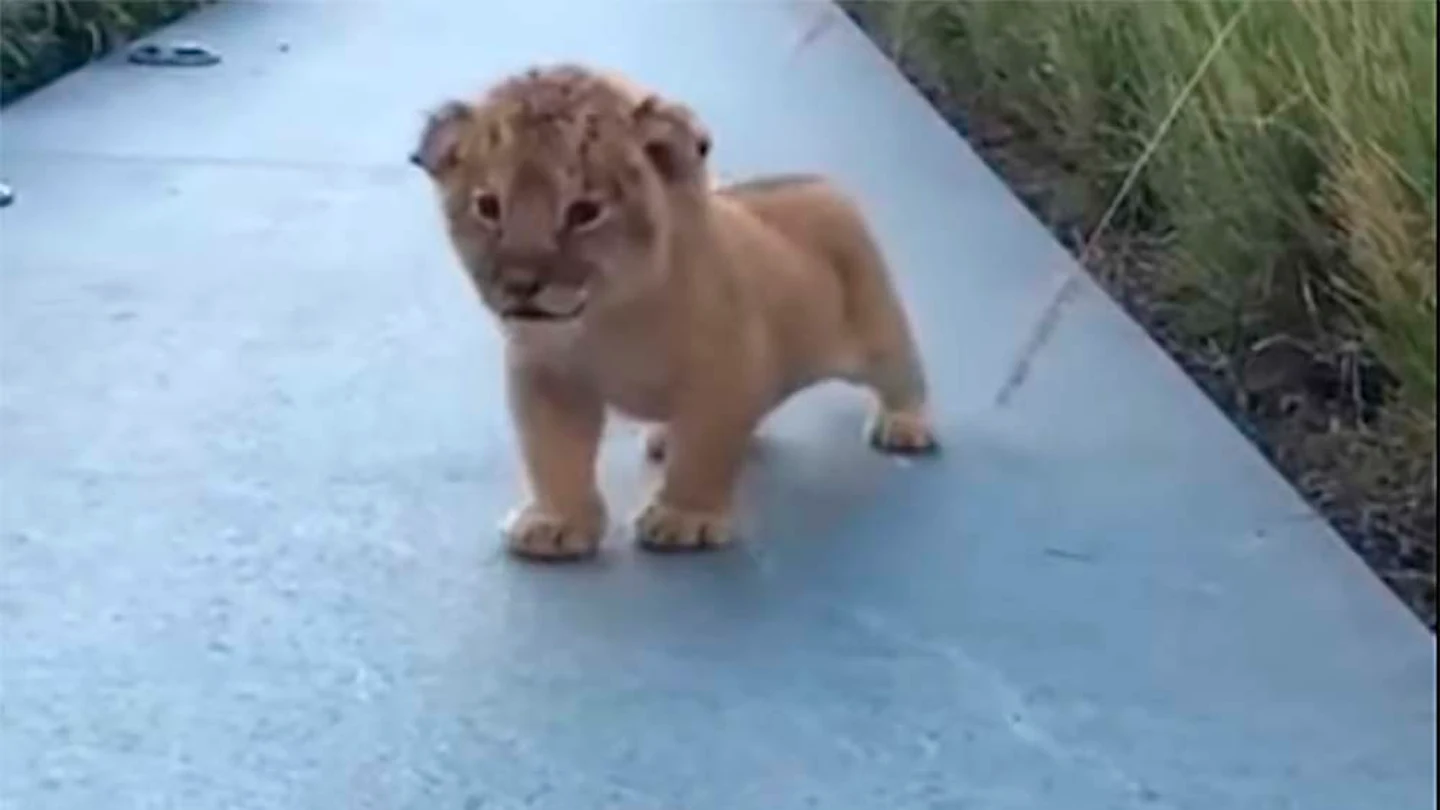 Un cachorro de león intenta emitir sus primeros rugidos Un cachorro de león intenta emitir sus primeros rugidos