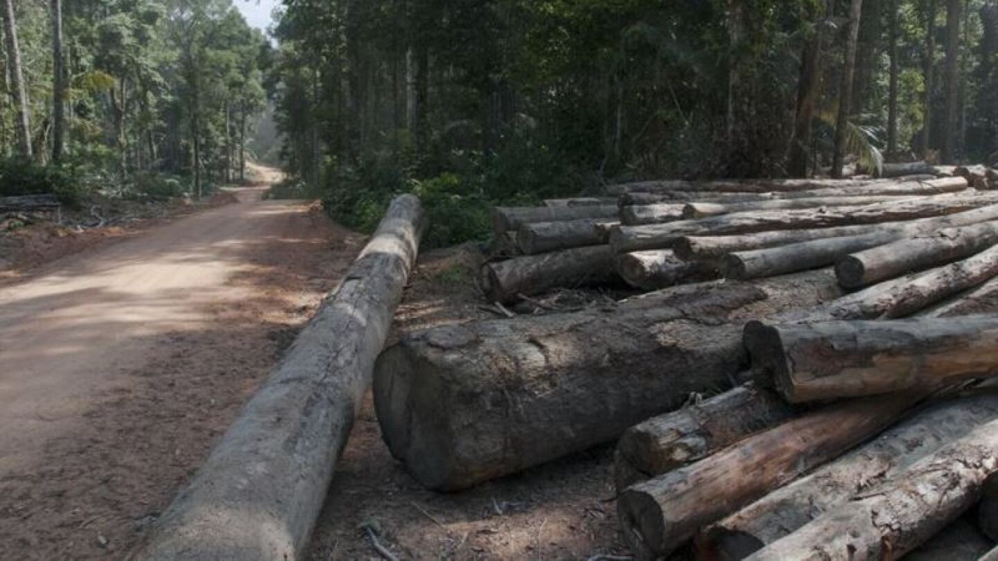 Tala de &aacute;rboles