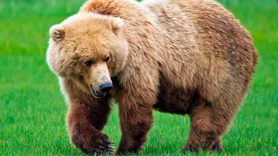 Un oso grizzly Un oso grizzly