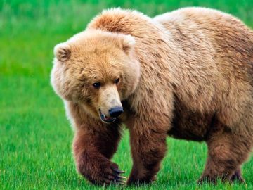 Un oso grizzly Un oso grizzly