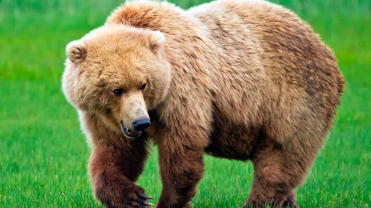 Un oso grizzly