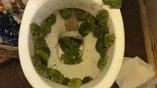 Imagen de la plaga de ranas en su baño que compartió en redes sociales Imagen de la plaga de ranas en su baño que compartió en redes sociales