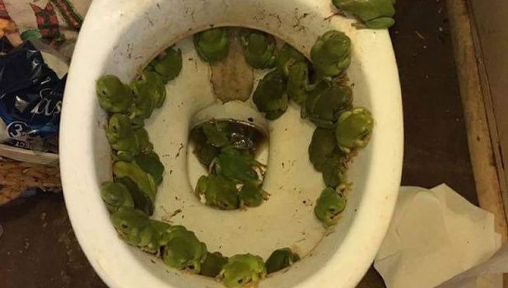 Imagen de la plaga de ranas en su baño que compartió en redes sociales