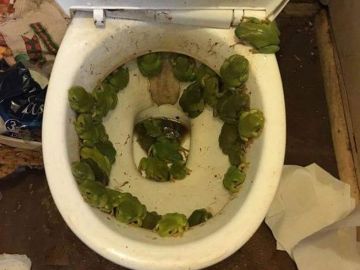 Imagen de la plaga de ranas en su baño que compartió en redes sociales Imagen de la plaga de ranas en su baño que compartió en redes sociales
