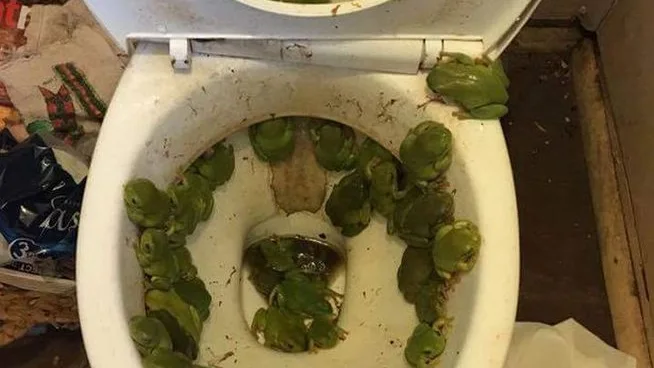 Imagen de la plaga de ranas en su baño que compartió en redes sociales