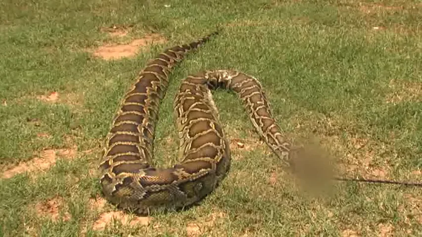 Frame 0.0 de: Una familia de EEUU encuentra una pitón de 4 metros en el jardín de su casa