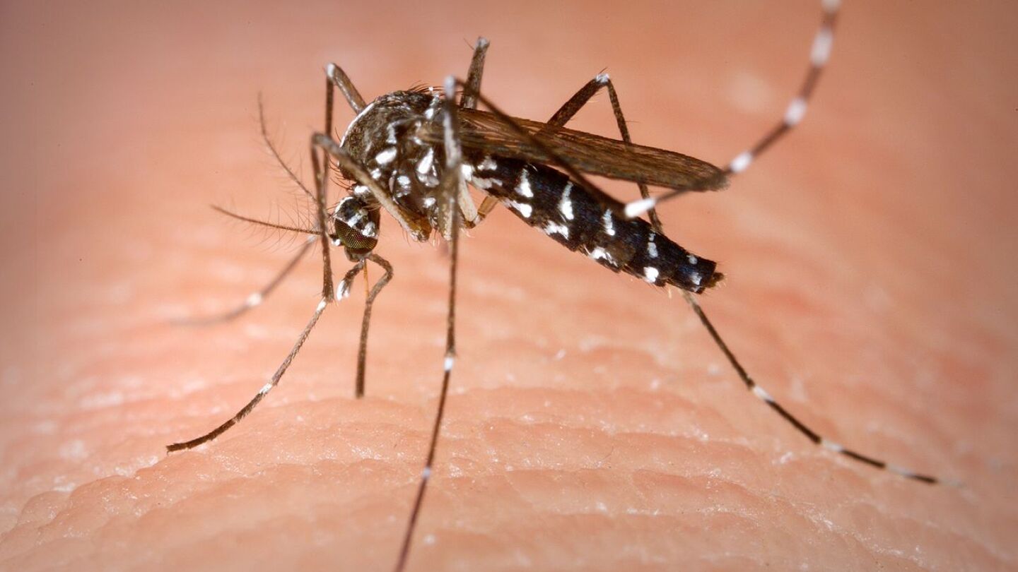 Hembra de mosquito tigre