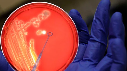 bacterias bacterias