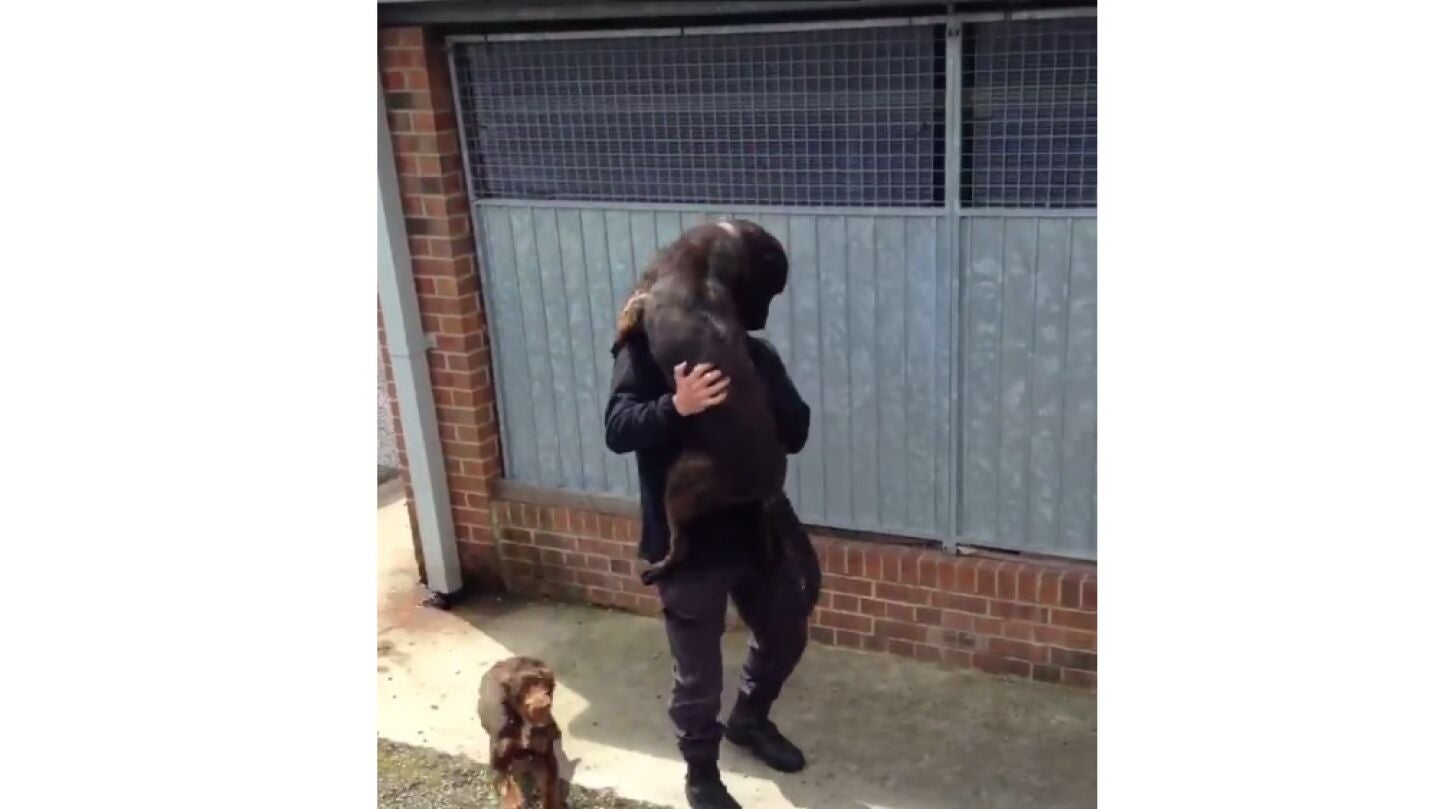 Momento del reencuentro de un perro con su due&ntilde;o