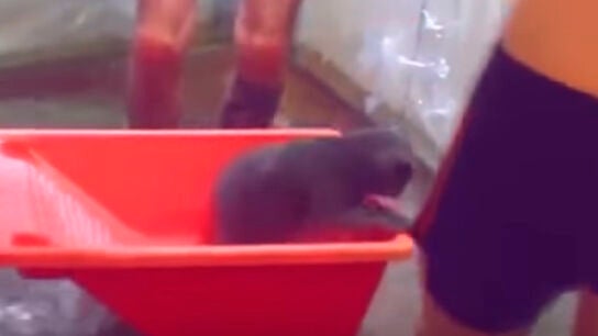 Un gato sobre un recipiente en la particular piscina de dos estudiantes