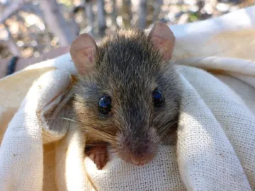 Melomys Melomys